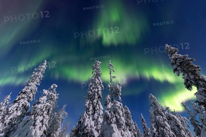 Northern lights, Aurora borealis over snow covered spruce trees on the taiga in winter at night, Riisitunturi National Park, Posio, Lapland, Finland, Europe