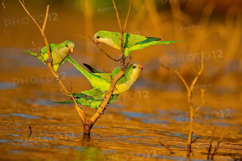 Monk parakeet (Myiopsitta monachus) Pantanal Brazil