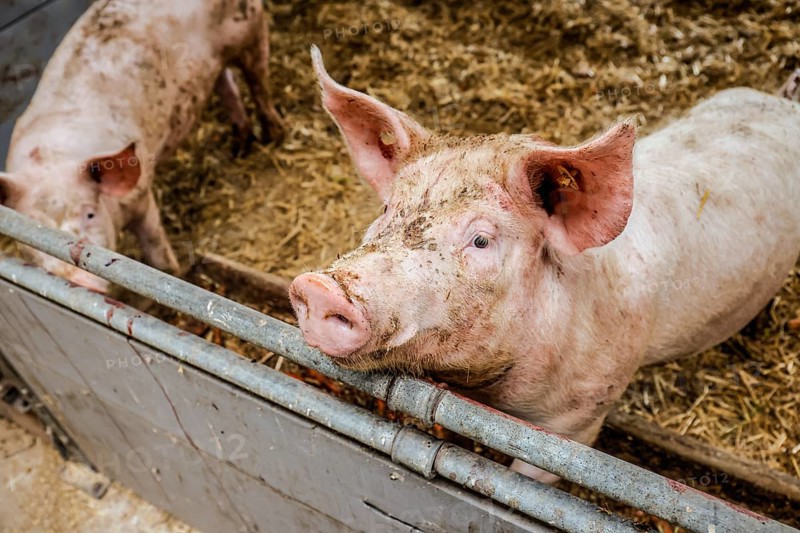 Oberlausitz, Saxony, Germany - Organic pigs in the barn, the animals on this farm are kept in a species-appropriate manner on straw, with generous space above organic standards and fed with the farm's own feed, after eating the pigs are also allowed to return to the outside areas