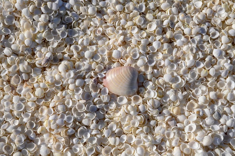 Cockles (Fragum erugatum) on Shell Beach, Hamelin Pool, Shire of Shark Bay, Western Australia, Australia, Oceania