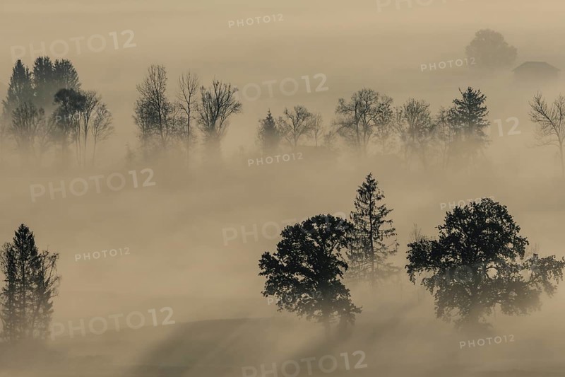 Foggy mood, fog, morning light, backlight, autumn, Loisach-Lake Kochel-Moor, foothills of the Alps, Bavaria, Germany, Europe