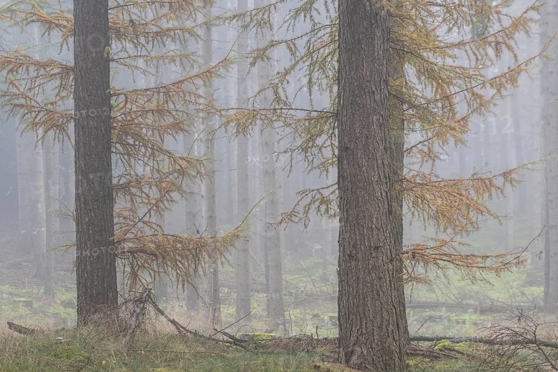 Fog in the larch forest (Larix decidua), Emsland, Lower Saxony, Germany, Europe