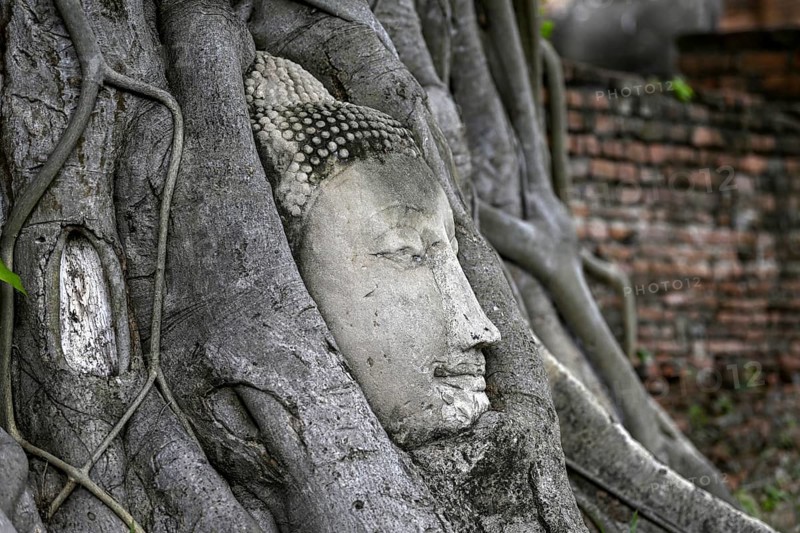 Sandstone Buddha head at the foot of a Bodhi tree in Wat Mahathat, Temple of the Great and Holy Relic, Ayutthaya, Ayutthaya Province, Thailand, Asia