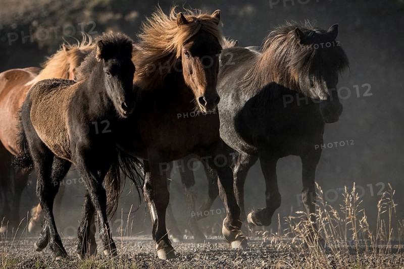 Three Icelandic horses (Equus islandicus), herd being driven from the highlands into the valley, horse round-up or réttir, near Laugarbakki, North Iceland, Iceland, Europe