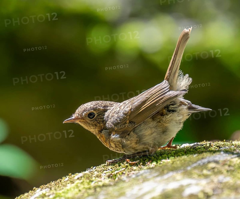 European robin (Erithacus rubecula), young bird standing on a mossy stone, Germany, Europe