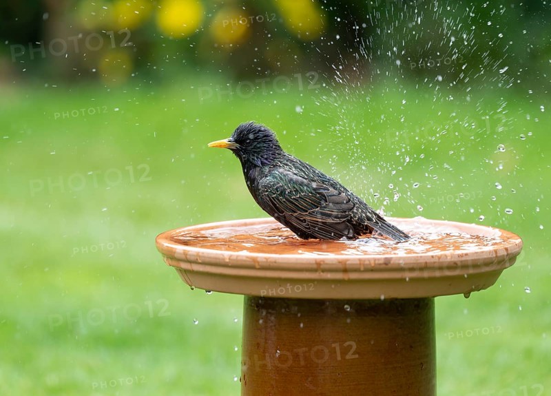 Starling (Sturnus vulgaris) bathing in a bird bath, Lower Saxony, Germany, Europe