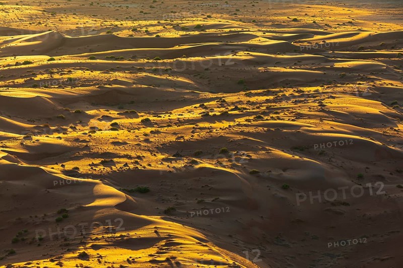 Wind-sculpted sand dunes with green vegetation, at sunrise in the Rub al Khali desert, Dhofar province, Arabian Peninsula, Sultanate of Oman
