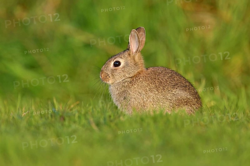 Wild rabbit (Oryctolagus cuniculus), young animal sitting on a meadow, Texel, West Frisian Islands, province of North Holland, Netherlands