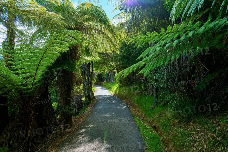 A narrow path winds its way through dense ferns and shady trees, Cathedral Cove, Hahei, Coromandel Peninsula, North Island, New Zealand, Oceania
