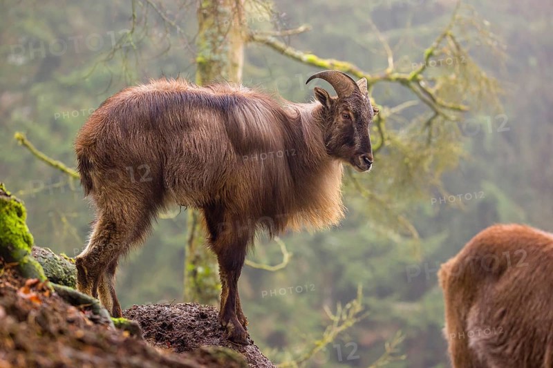 A male Himalayan Tahr (Hemitragus jemlahicus) stands in the forest on a foggy day
