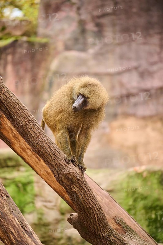 Guinea baboon (Papio papio) sitting on a tree trunk, Bavaria, Germany Europe
