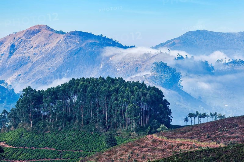Kerala India travel background, sunrise and tea plantations in Munnar, Kerala, India, Asia
