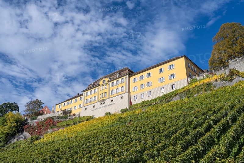 Meersburg State Winery on a vineyard, Lake Constance, Lake Constance district, Baden-Württemberg, Germany, Europe