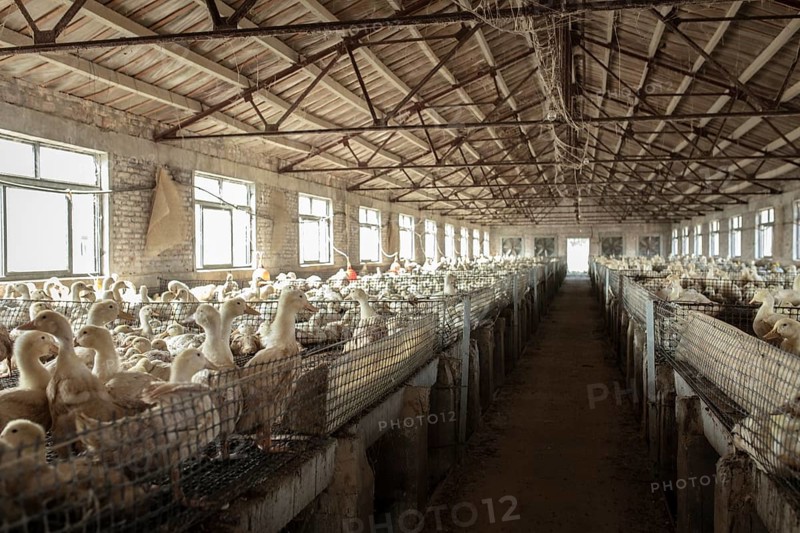 Duck breeding station, Jiang Su Salted Duck Farming Co. Ltd, Xiang Shui County, China, Asia