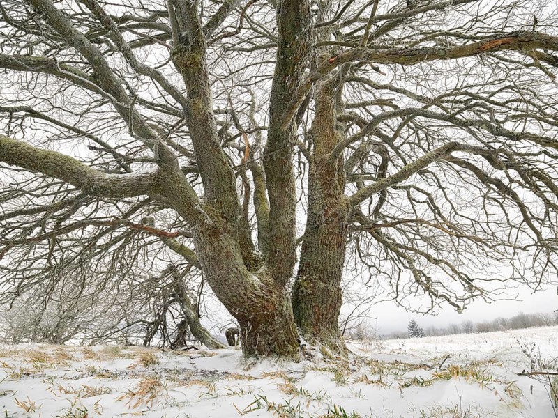 Willow Tree, (Salix sp.) covered in frost and snow, November, beside the crossroad Hochrhönstrasse and Franzosenweg. Rhön UNESCO Biosphere nature reserve, county Bavaria, Germany, Europe