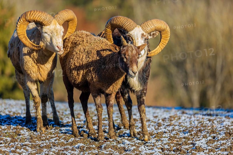 Three snow sheep (Ovis nivicola), or Siberian bighorn sheep stand on a snow covered meadow