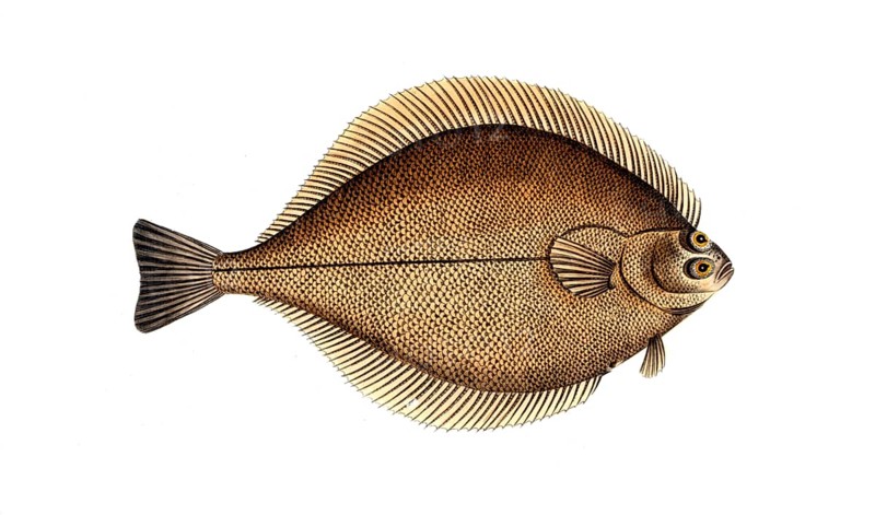 Fish, Fish, Genus of right-eye flounders, Pleuronectes Limanda, Historical, digitally restored reproduction from a 19th century original, Record date not stated