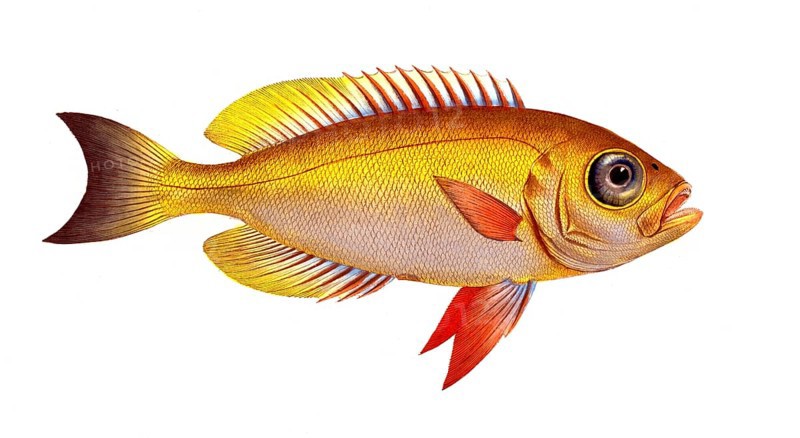 Fish, Fish, Genus of bannerfish, Anthias macrophtalmus, Historical, digitally restored reproduction from a 19th century original, Record date not stated