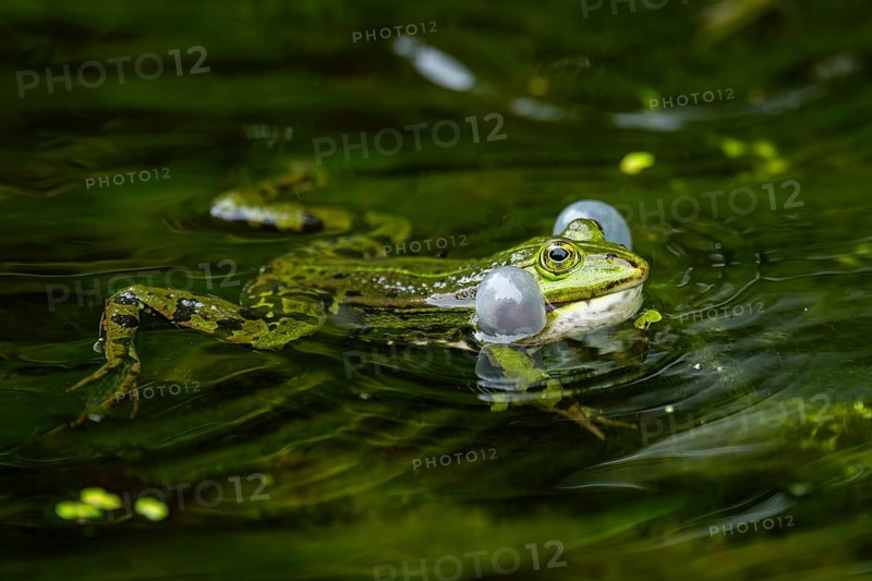 Edible frog (Pelophylax esculentus) in a little lake in the water, Bavaria, Germany, Europe