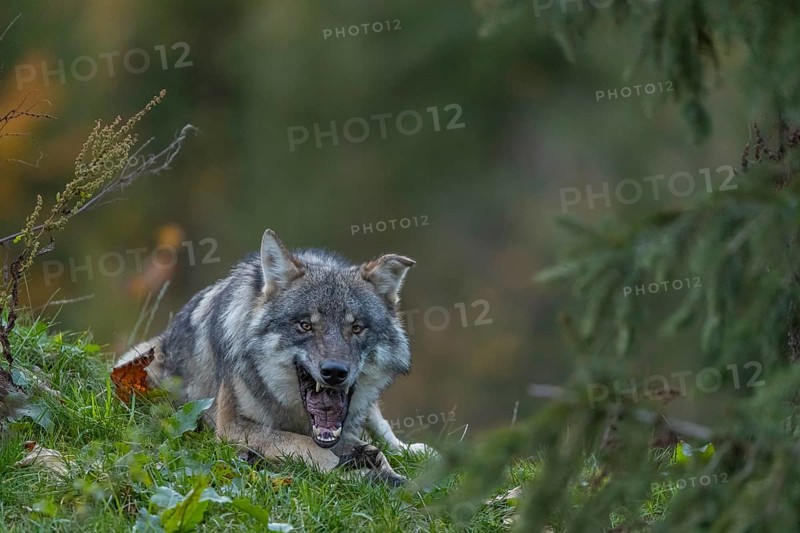 One eurasian gray wolf (Canis lupus lupus) lying on a hill, chewing on a piece of fur. A green forest in the background