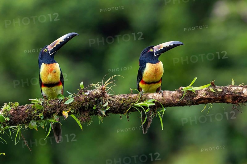 Collared Aracari (Pteroglossus torquatus), Toucans (Ramphastidae), Laguna del Lagarto Lodge, Alajuela, Costa Rica, Central America