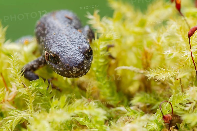 Smooth or Common newt (Lissotriton vulgaris) adult amphibian on moss, England, United Kingdom, Europe