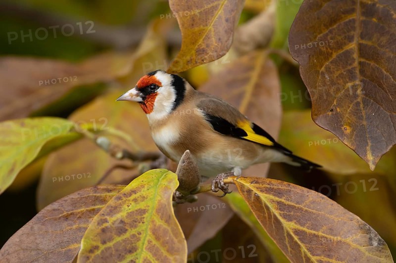 European goldfinch (Carduelis carduelis) adult bird on a garden Magnolia tree with autumn colour leaves, England, United Kingdom, Europe