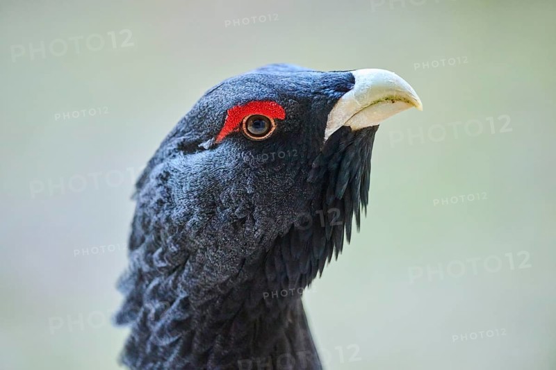 Western capercaillie (Tetrao urogallus) male (cock) portrait, Bavaria, Germany, Europe