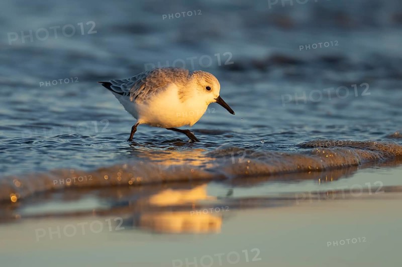 Sanderling (Calidris alba) adult wading bird in winter plumage on a beach, Norfolk, England, United Kingdom, Europe