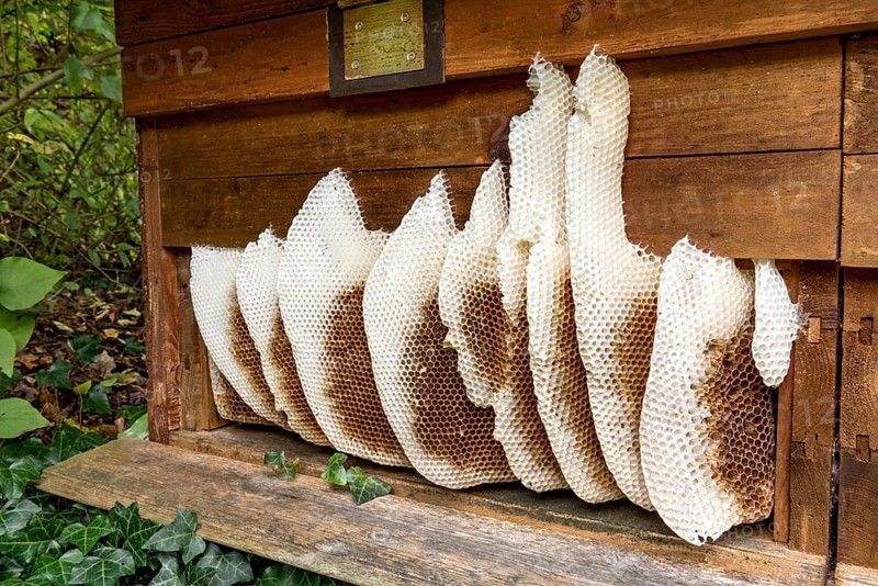 Honeycomb abandoned by colony, honeycomb, wild natural burrow on outside of hive, light-coloured beeswax, dark-coloured cells for brood, rearing and pollen storage, Western European honeybee (Apis mellifera), Nidda, Wetterau, Hesse, Germany, Europe