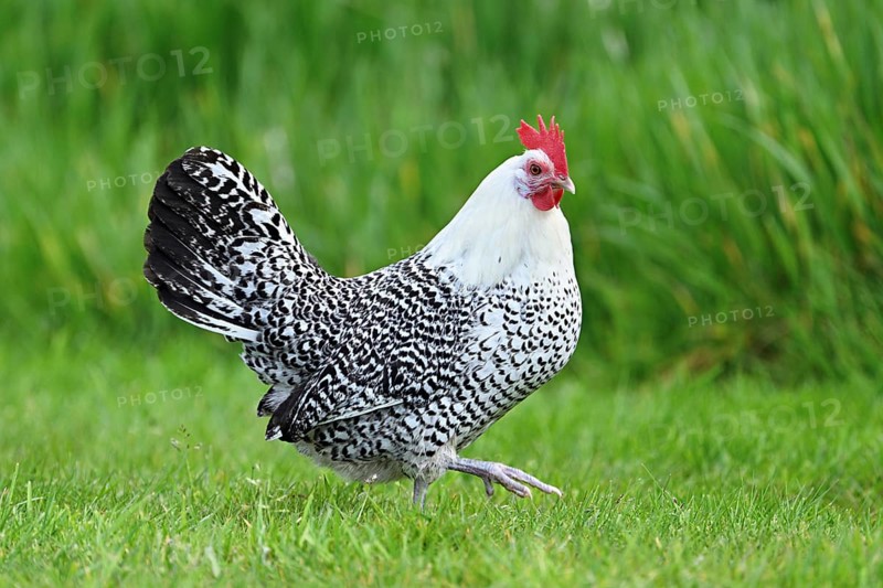 East Frisian Gull standing in a meadow, chicken breed with good utilisation characteristics, Texel, North Holland, Netherlands