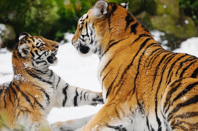 A tiger cub playfully touches an adult tiger, Siberian tiger (Panthera tigris altaica), captive, occurring in Russia, North Korea and China