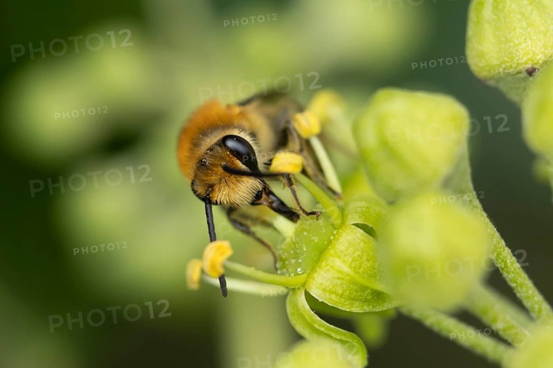 Ivy bee (Colletes hederae) adult insect feeding on an Ivy flower in summer, England, United Kingdom, Europe