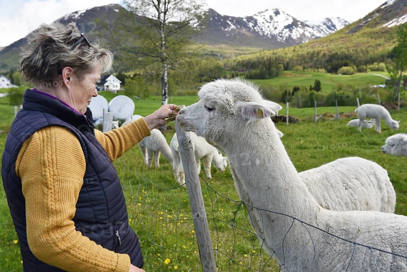 Woman, senior feeding an alpaca with dandelion, Norway, Europe