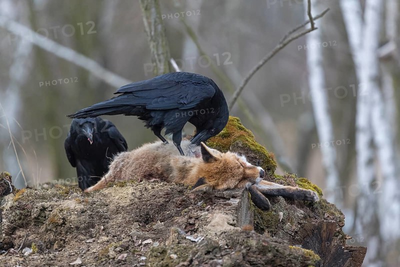 Two common raven (Corvus corax), fighting and feeding on the carcass of a red fox lying on stones in a forest of birch trees