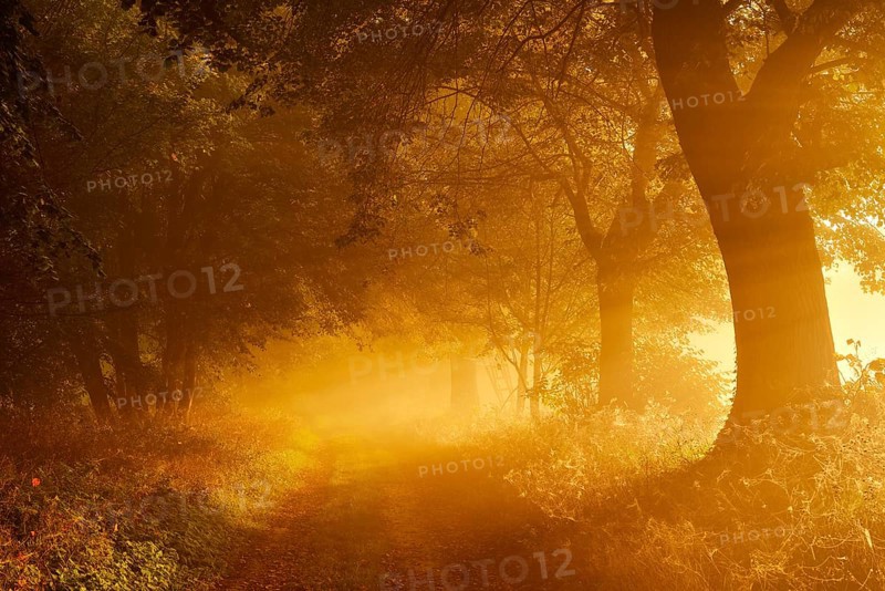 Field path through avenue in the first morning light, sunbeams in the morning mist, Freyburg (Unstrut), Saxony-Anhalt, Germany, Europe