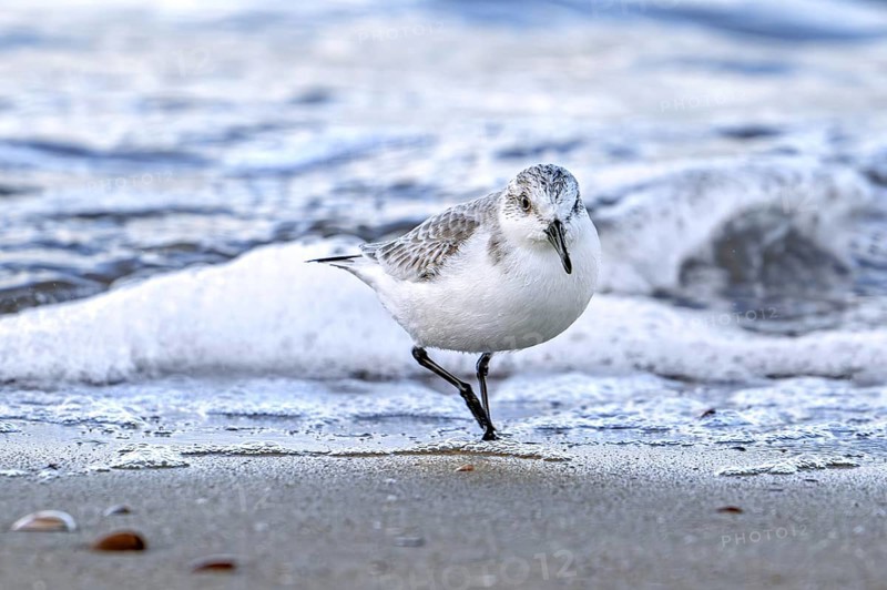 Sanderling (Calidris alba) in non-breeding plumage foraging in shallow water on sandy beach along the North Sea coast in winter