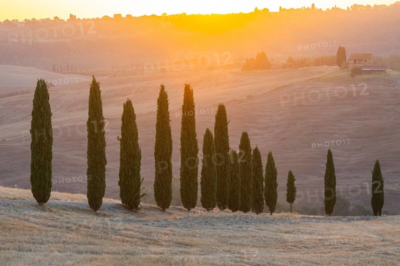 Cypress tres in a typical Tuscan landscape in Val d'Orcia with hills at sunrise in summer, Tuscany, Italy, Europe