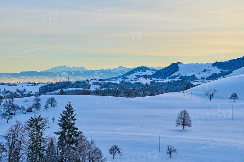 Snowy hilly landscape at sunrise with groups of trees and mountains in the background, Menzingen, Zug, Canton Zug, Switzerland, Europe