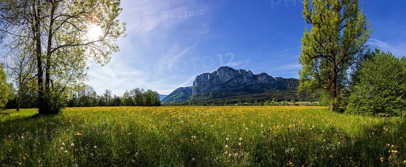 Spring flower meadow with Drachenwand, Mondseeland, Salzkammergut, Upper Austria, Austria, Europe