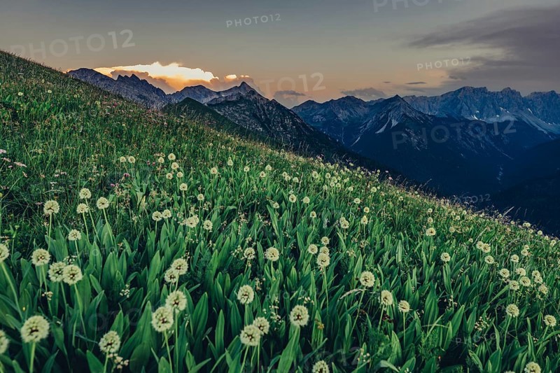 Hiking tour on the Hönig mountain in the Lechtal valley near Berwang in Tyrol, Austria, Europe