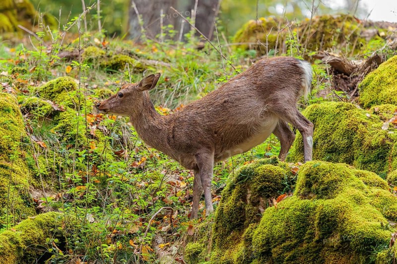 A female sika deer (Cervus nippon) stands on a meadow in hilly terrain at the edge of a forest and searches for food on moss-covered rocks