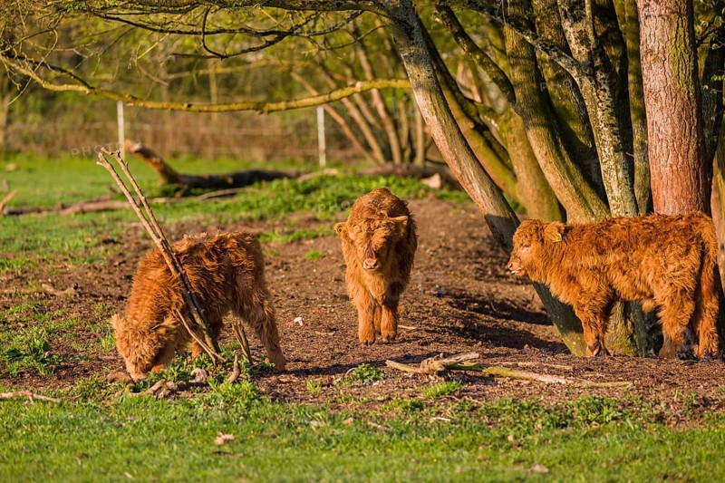 Three Highland calves (Bos primigenius) taurus) stand on a pasture