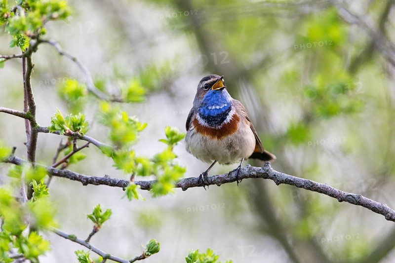 Bluethroat (Luscinia svecica cyanecula), adult male, singing and displaying in its breeding territory, Hesse, Germany, Europe