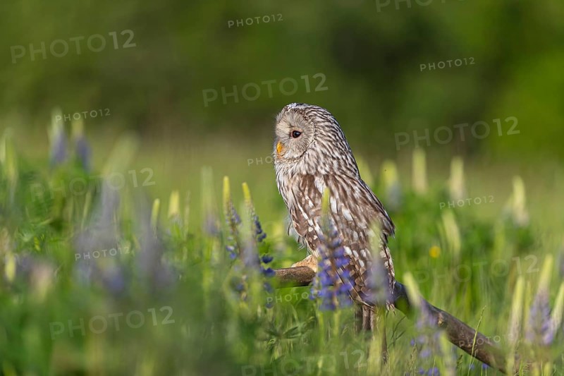 One Ural owl (Strix uralensis) sitting on a branch lying in a field of flowering lupines in late evening light