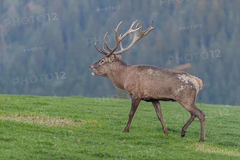 One Red Deer stag (Cervus elaphus) at the rutting season, walking over a meadow, calling. A forest in fall foliage and dense fog in the background