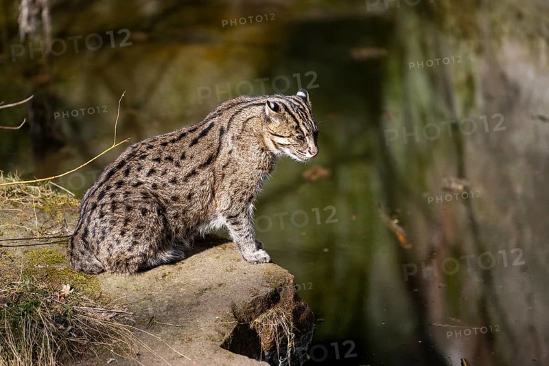 Fishing cat (Prionailurus viverrinus) at the shore of a lake on a sunny day, captive, Germany, Europe