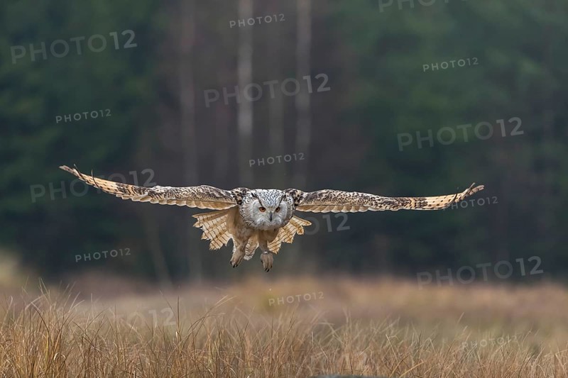 One Siberian Eagle Owl (Bubo bubo sibiricus) landing on a rock between tall reed grass lakeshore on an autumnal misty cold morning