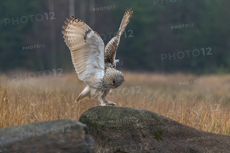 One Siberian Eagle Owl (Bubo bubo sibiricus) landing on a rock between tall reed grass lakeshore on an autumnal misty cold morning