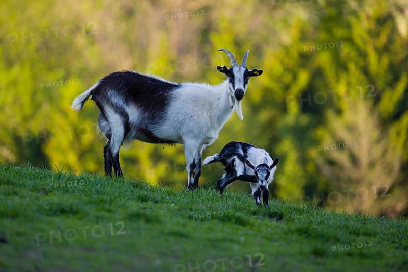 A female peacock goat (Capra aegagrus f. hircus) with her young is standing on a fresh green meadow with a forest in the background